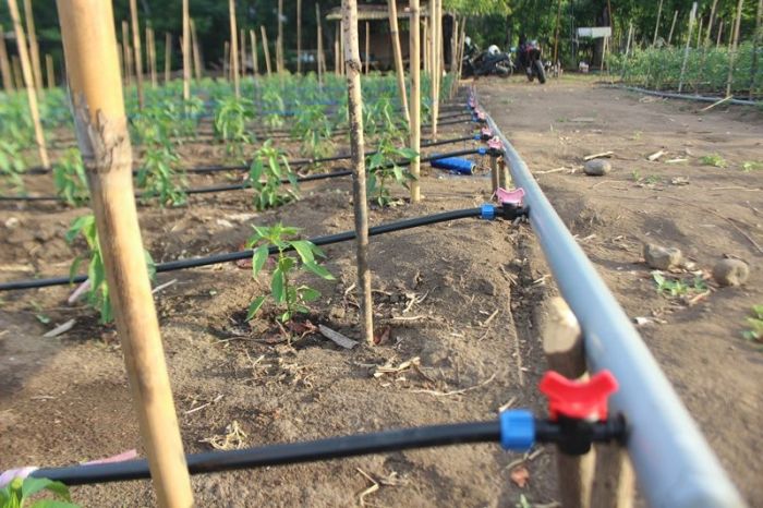 Membuat sistem irigasi tetes untuk kebun yang hemat air