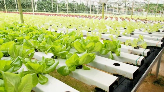 Cara membuat kebun strawberry hidroponik di rumah