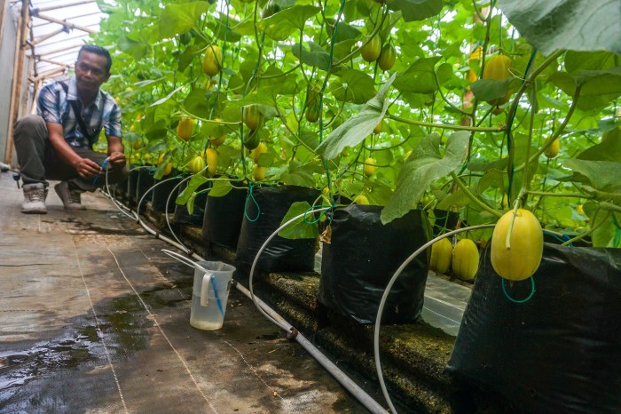 Polybag menanam budidaya tanaman halaman rak bibit bertani serta sayur praktis melimpah hasil taman manfaatnya