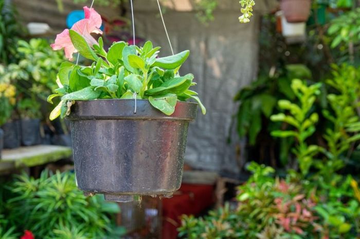 Menanam tanaman herbal di pot gantung untuk dapur minimalis