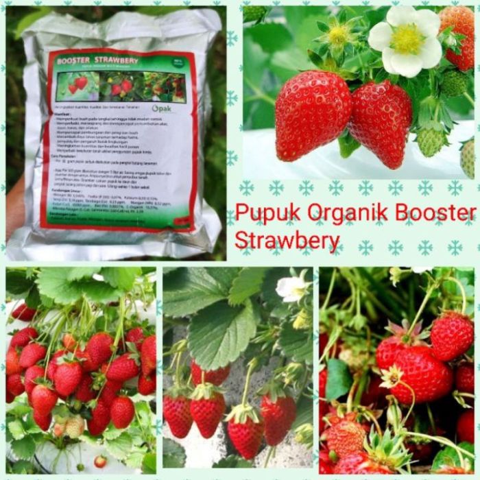 Membuat pupuk organik untuk tanaman strawberry