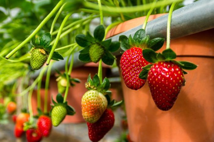 Cara menanam strawberry di pot tanpa tanah