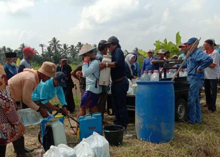 Menghilangkan hama dan penyakit tanaman secara alami dan ramah lingkungan