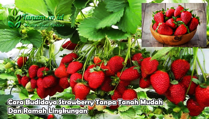 Teknik budidaya strawberry organik yang ramah lingkungan