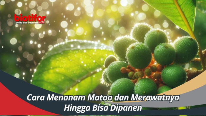 Cara Menanam Pohon Matoa dari Biji