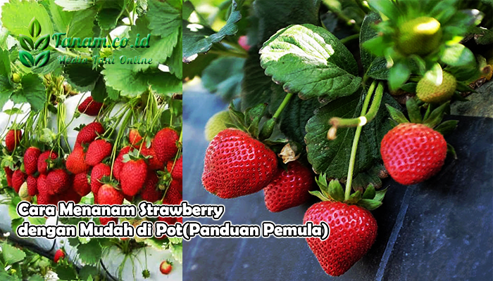 Pemanenan buah strawberry yang tepat