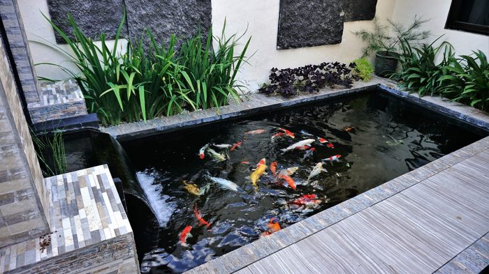 Membuat kolam ikan mini di halaman belakang rumah dengan desain modern