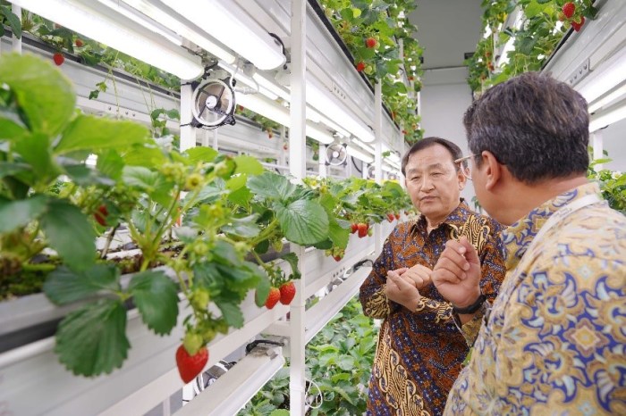 Jenis-jenis strawberry yang cocok untuk dibudidayakan di Indonesia