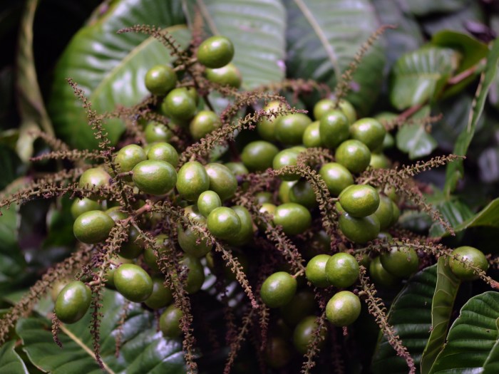 Matoa buah papua pohon hutan tanaman bibit eksotis khas rabon manfaat langkah khasiat tinggi agar sederhana budidaya akar batang matona