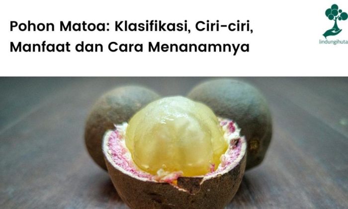 Matoa pohon cara berbuah budidaya cepat agar faunadanflora