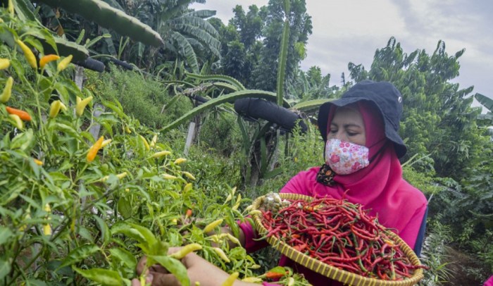 Petani panen sayur sayuran melimpah lembang dampak sulit drastis cabai kbb selama produksi turun pandemi ekspres pasundan wabah memperlihatkan korona