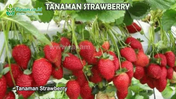 Jenis-jenis strawberry yang cocok untuk dibudidayakan di Indonesia