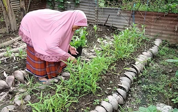 Cara membuat kebun organik di lahan sempit tanpa bahan kimia