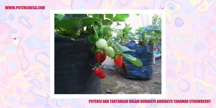 Strawberry hidroponik menanam cara budidaya hidroponic cultivation tanaman buah frutas paralon strawbery fields bibitbunga ciri perkembangbiakan panen pertanian wadah menggunakan