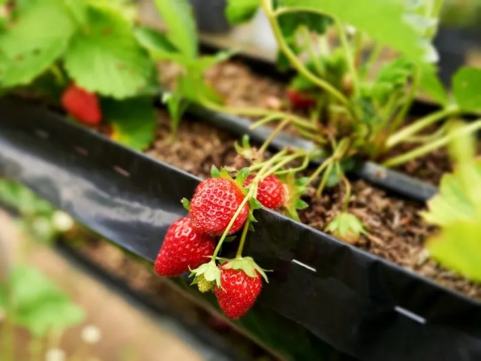 Keuntungan dan kerugian menanam strawberry di polybag