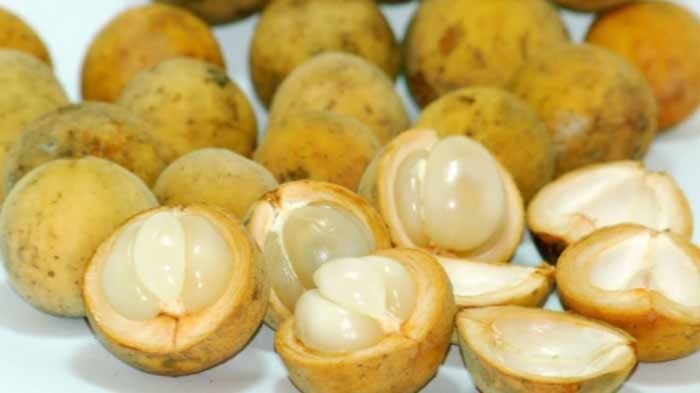 Resep makanan dan minuman dari buah duku