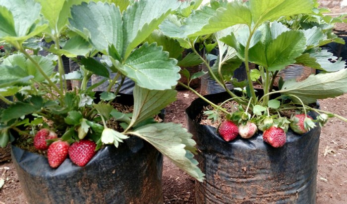 Cara menanam strawberry di pot tanpa tanah