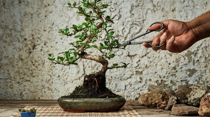 Cara merawat tanaman bonsai agar tetap indah