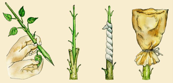 Graft grafting propagation rootstock britannica vegetative