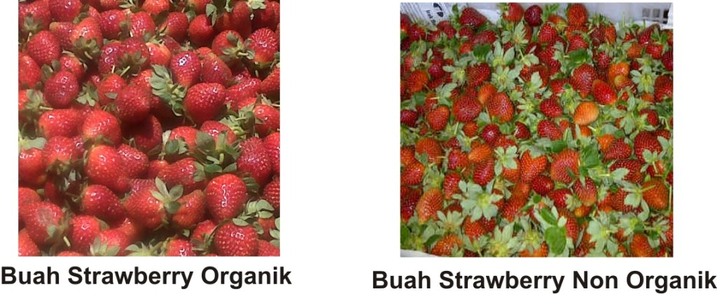 Perbedaan strawberry lokal dan strawberry impor