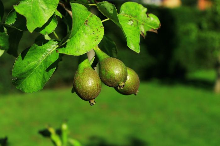 Tanaman buah jambu ditanam bibitbunga jenis