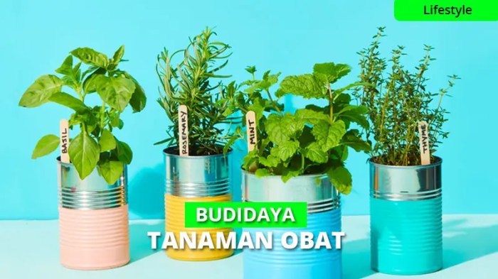 Menanam Tanaman Obat di Pot untuk Kebutuhan Rumah Tangga