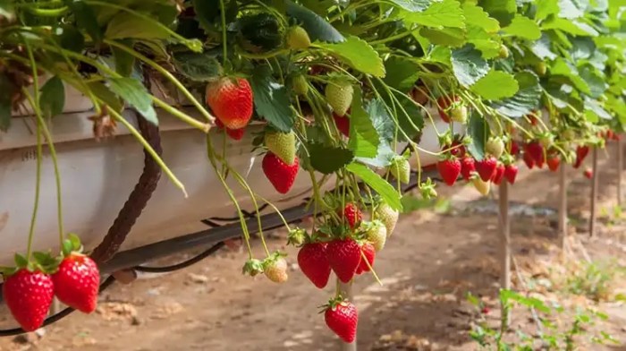 Pemanenan buah strawberry yang tepat