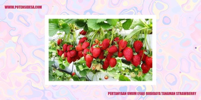 Teknik Budidaya Strawberry Organik yang Ramah Lingkungan: Petunjuk Lengkap