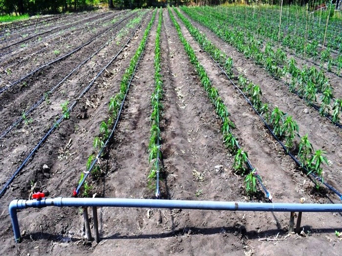 Membuat sistem irigasi untuk kebun strawberry