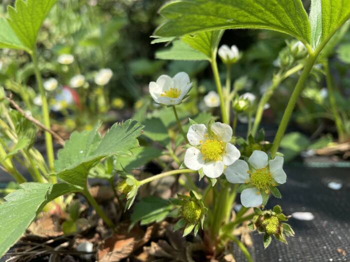 Tips Memilih Lokasi Ideal untuk Menanam Strawberry