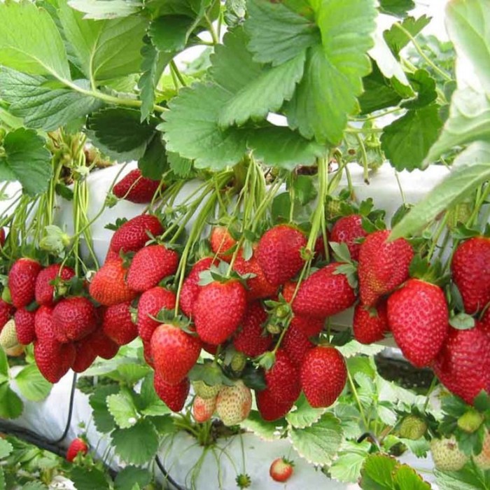 Jenis-jenis Strawberry yang Cocok Dibudidayakan di Indonesia