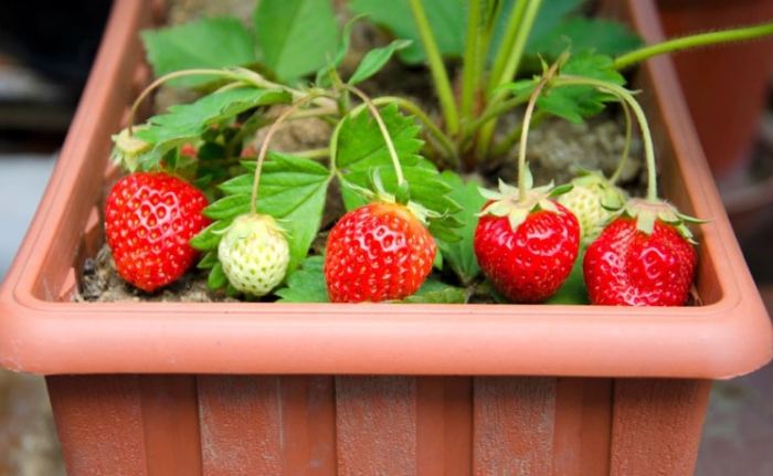 Keuntungan dan kerugian menanam strawberry di polybag