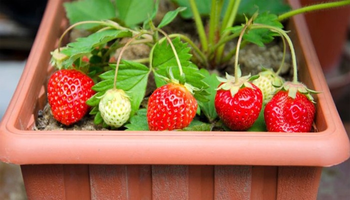 Cara Menanam Strawberry di Pot Tanpa Tanah: Panduan Lengkap