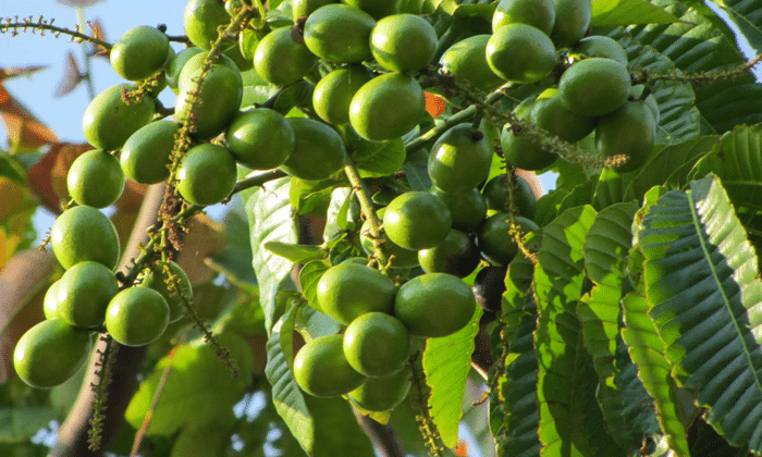 Budidaya Pohon Matoa Secara Organik: Rahasia Buah Manis dan Sehat