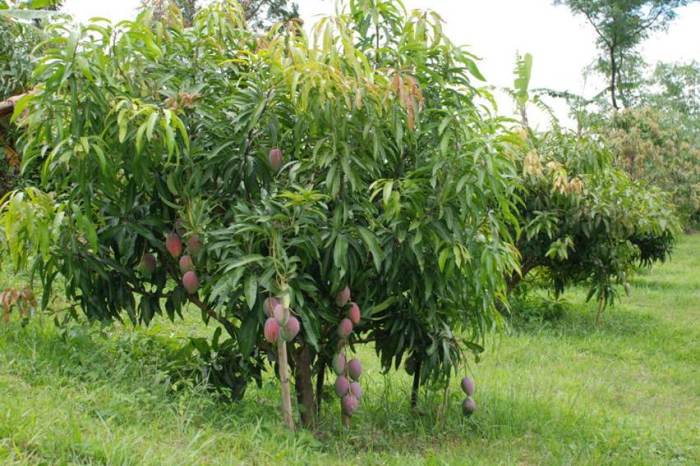 Mengenal Teknik Grafting dan Manfaatnya untuk Tanaman Buah