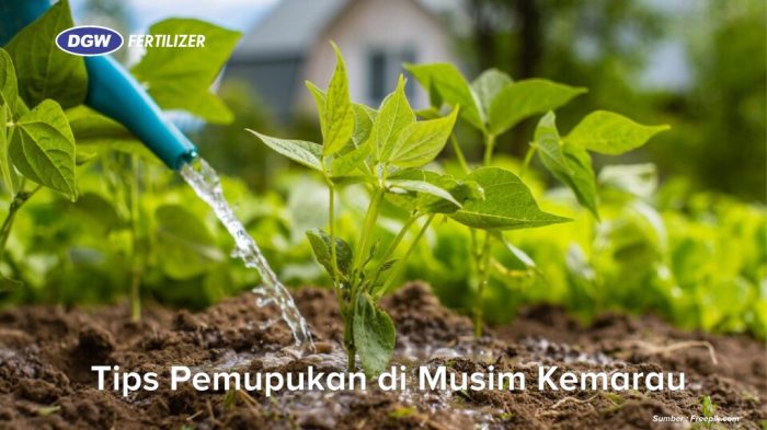 Tips Merawat Tanaman Agar Tetap Subur di Musim Kemarau