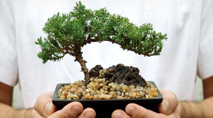 Rahasia Merawat Tanaman Bonsai Agar Tetap Indah