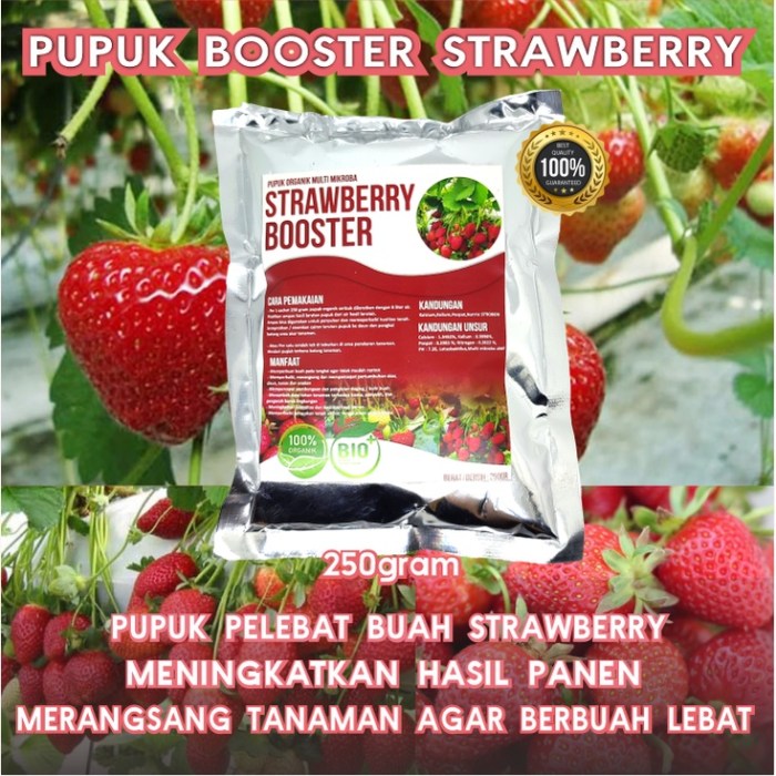 Membuat pupuk organik untuk tanaman strawberry