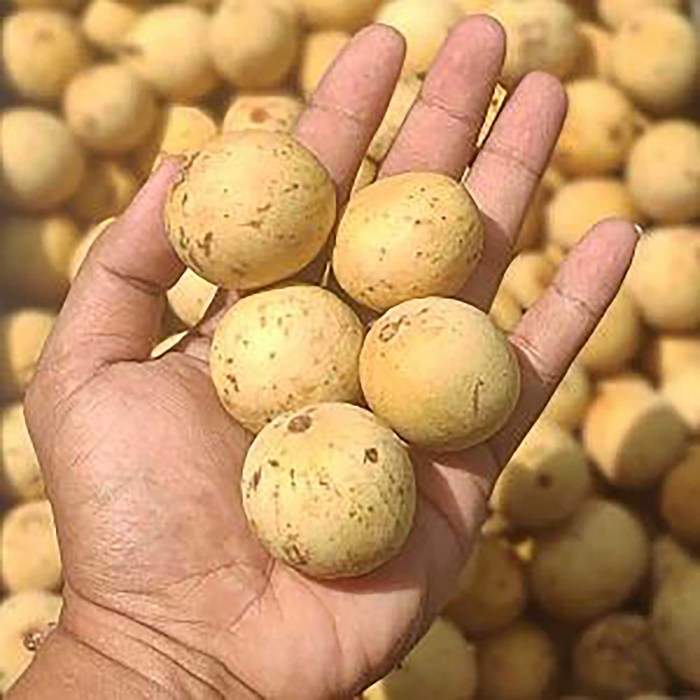 Jenis-jenis varietas buah duku