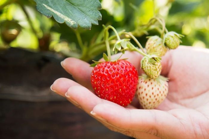 Tips merawat tanaman strawberry agar berbuah lebat