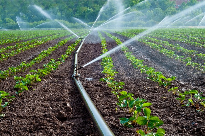 Membuat Sistem Irigasi Tetes untuk Kebun yang Hemat Air